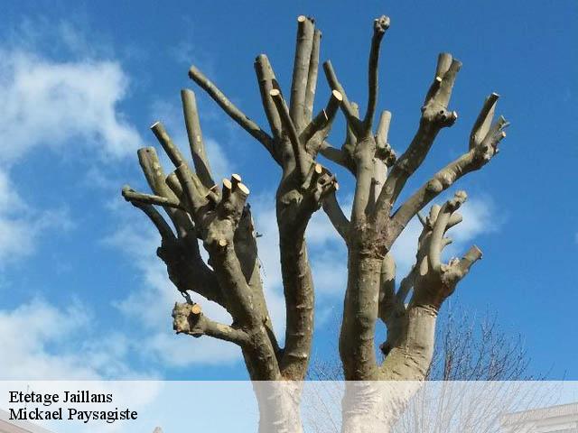 Etetage jaillans-26300 Mickael Paysagiste