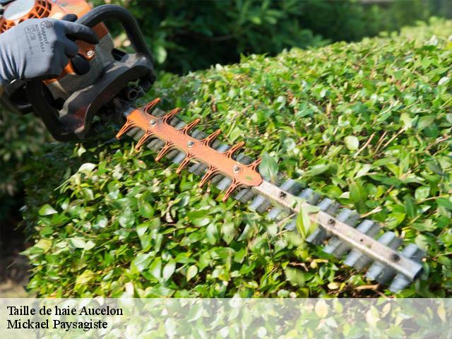 Taille de haie aucelon-26340 Mickael Paysagiste